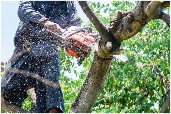 tree services Vancouver